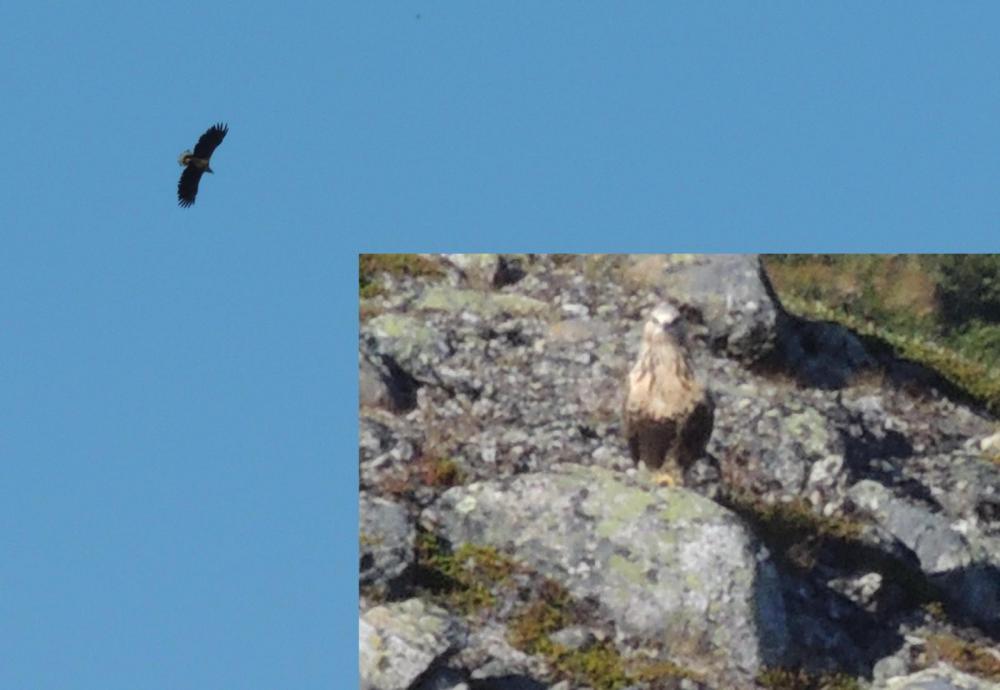 DSCN3935_c.thumb.jpg.c81f172823952eb2c16