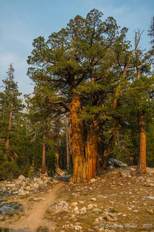 Dag20-7273.jpg.f329c74adcf33ff5e4b0bbfcc