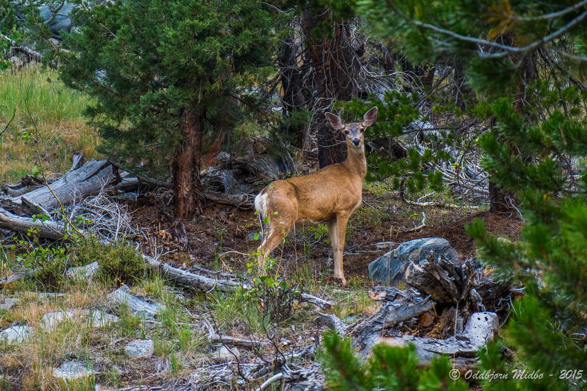 Dag20-7287.jpg.8649b3b7b197ce2eff0c66e54