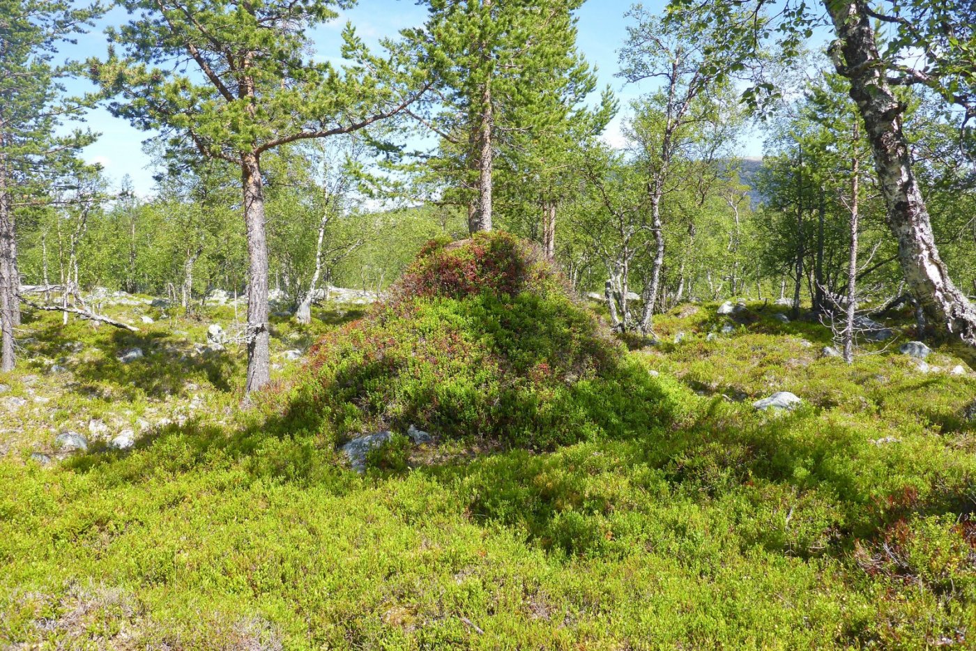 P1020468.jpg