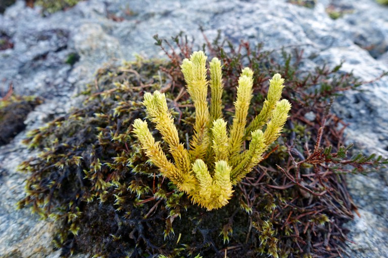 DSC00417.jpg?resize=768,512