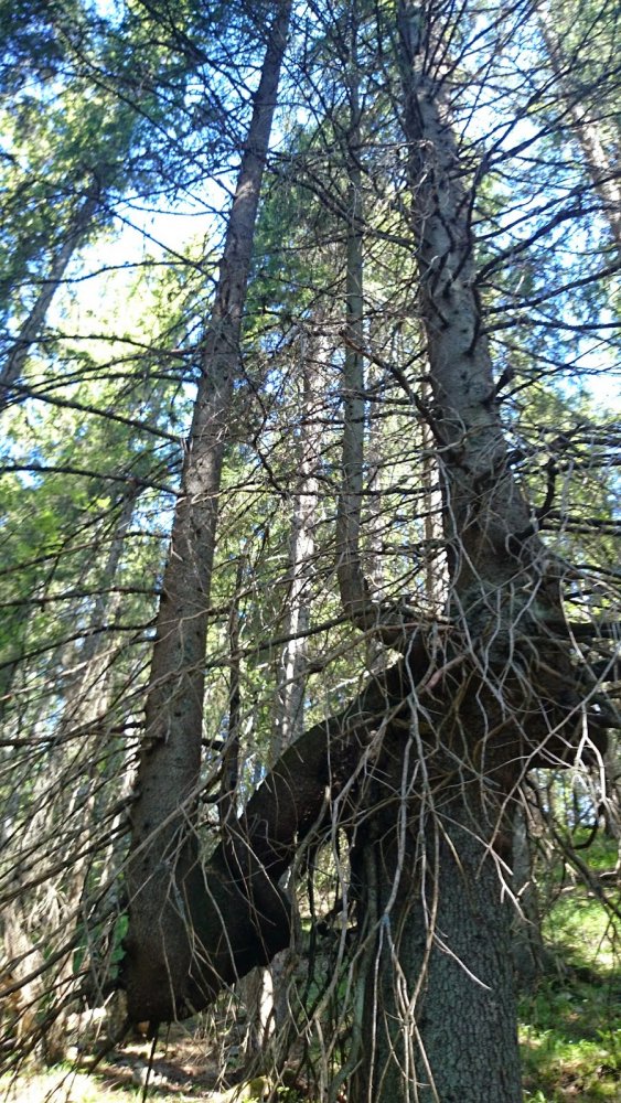 Jotunheimstien%252C+del+1+%252816%2529.J