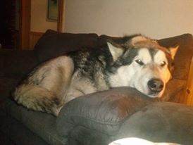 1504556_10151904275736347_1189506060_n.j