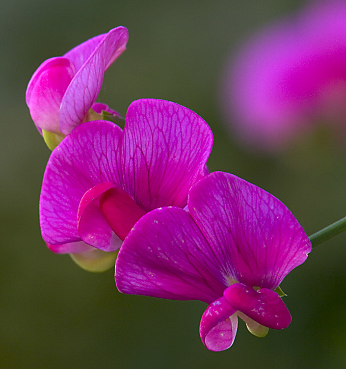 150732_large_BF62BDAC-D02C-11E3-8020-35D