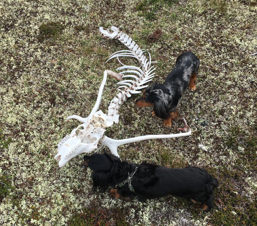 28428698_551808391847449_330884015484357