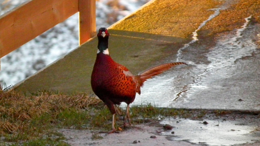 fasan.jpg?w=854&h=482