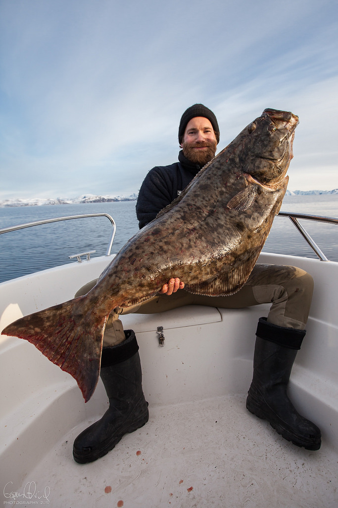 First halibut