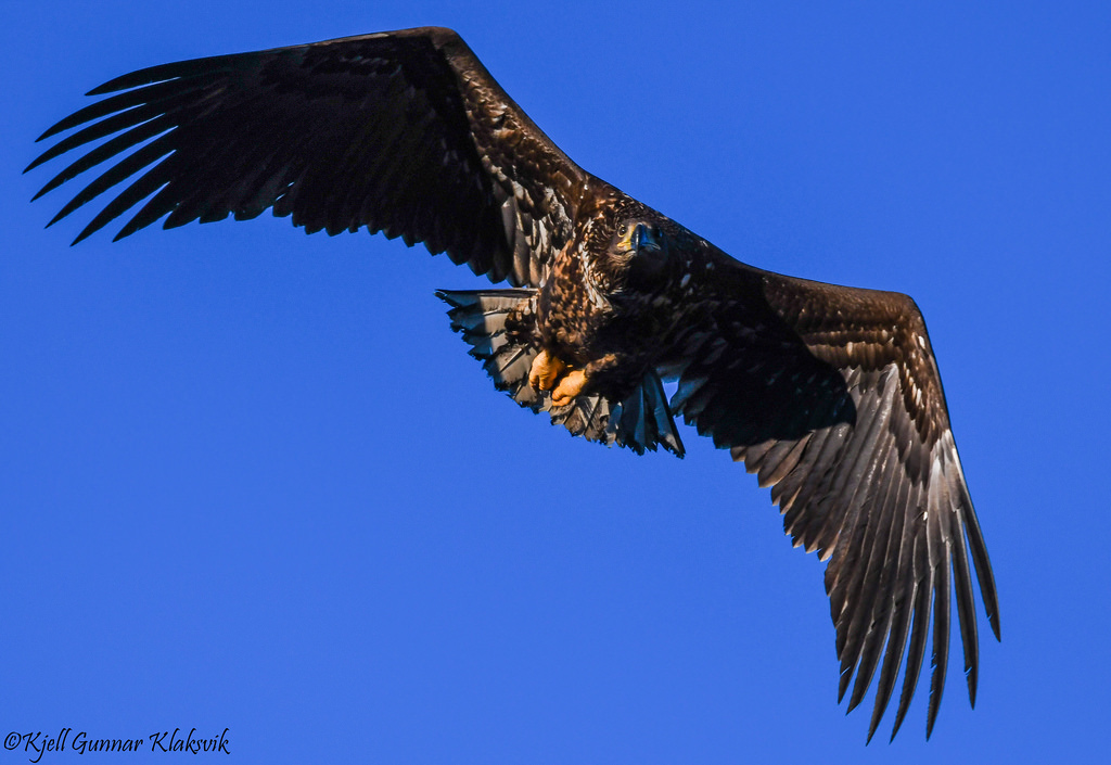 Young whitetailed eagle.