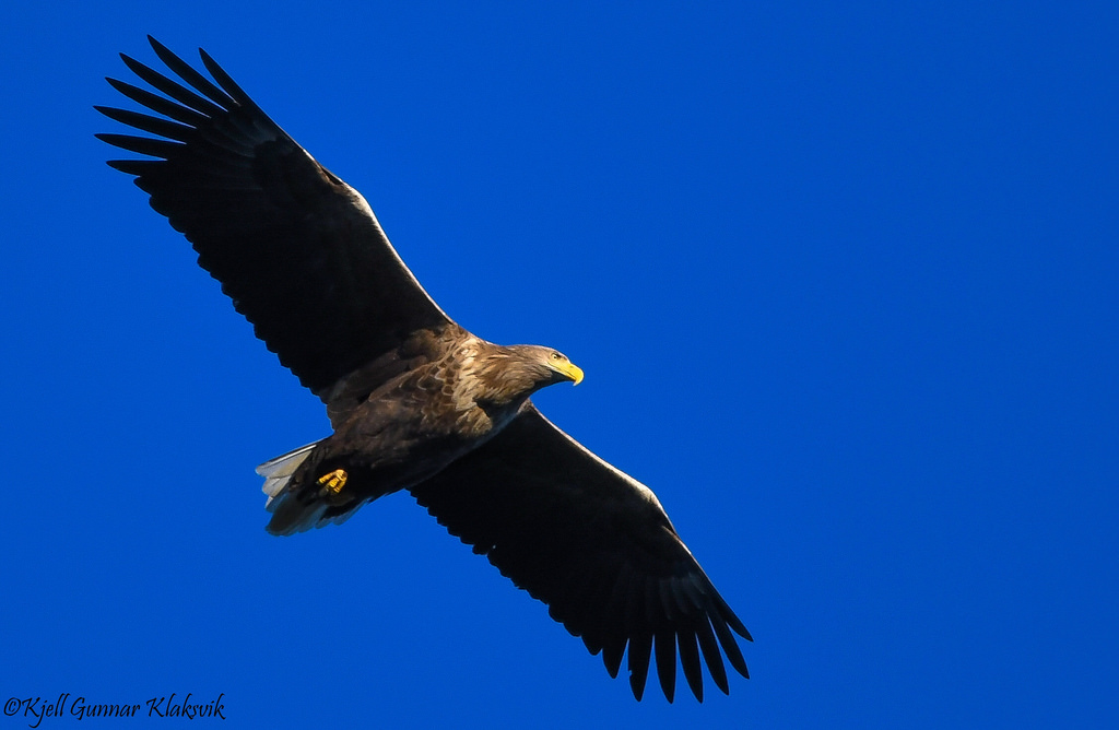 Whitetailed eagle