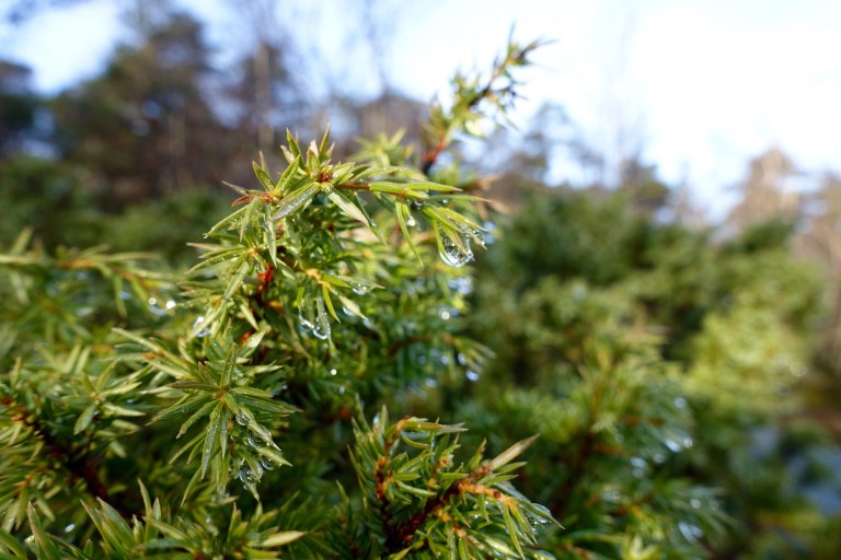 DSC00416.jpg?resize=768,512