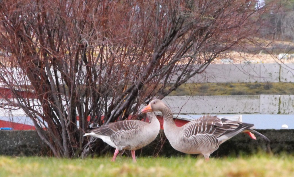 vill%20graringgarings%20bilde%20tatt%20u