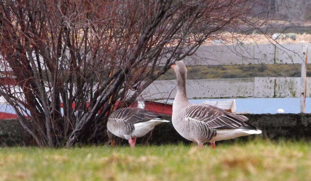 vill%20graringgarings%20bilde%20tatt%20u