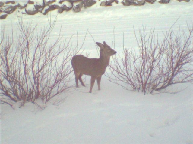 raringdyr%20i%20hagen%20klaus%20febr%202