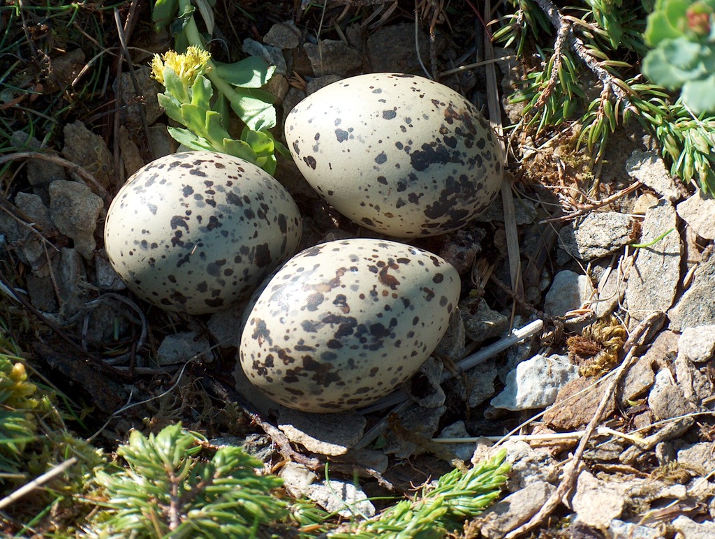 kjellegg%20tyvholmen-soslashr%2027.05.06