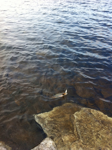 Photo%25252017.%252520mai%2525202013%252