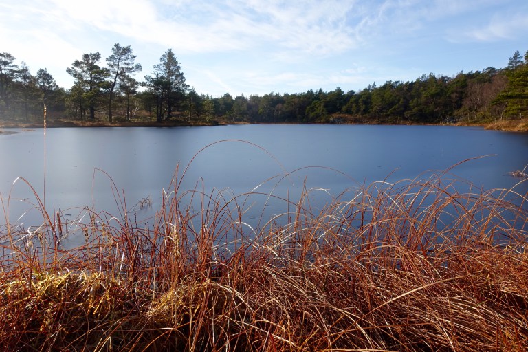 DSC00409.jpg?resize=768,512