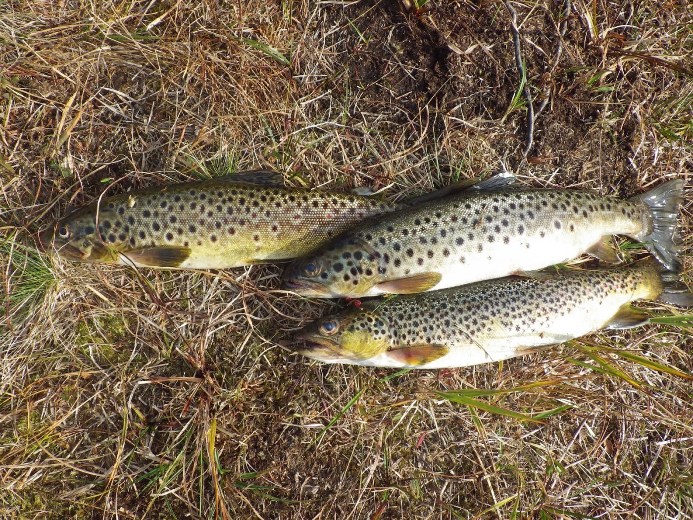 Kvistdalen%2B5-7%2BSeptember%2B2014%2B02