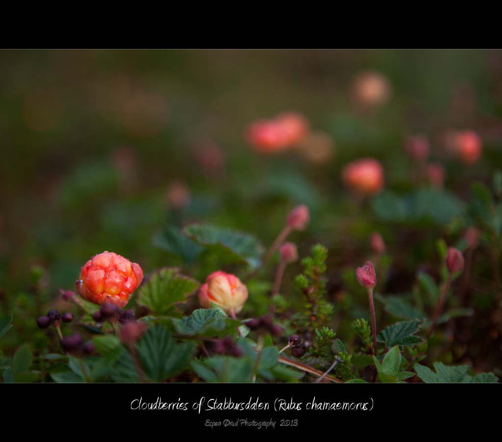 Cloudberries of Stabbursdalen (Rubus chamaemorus)
