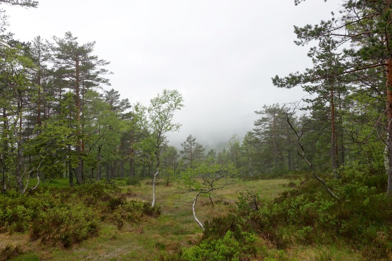 DSC01281.jpg?resize=768,512