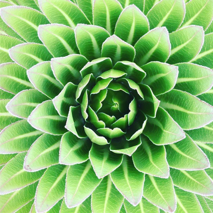 32457797_2077928172249850_63983206790196