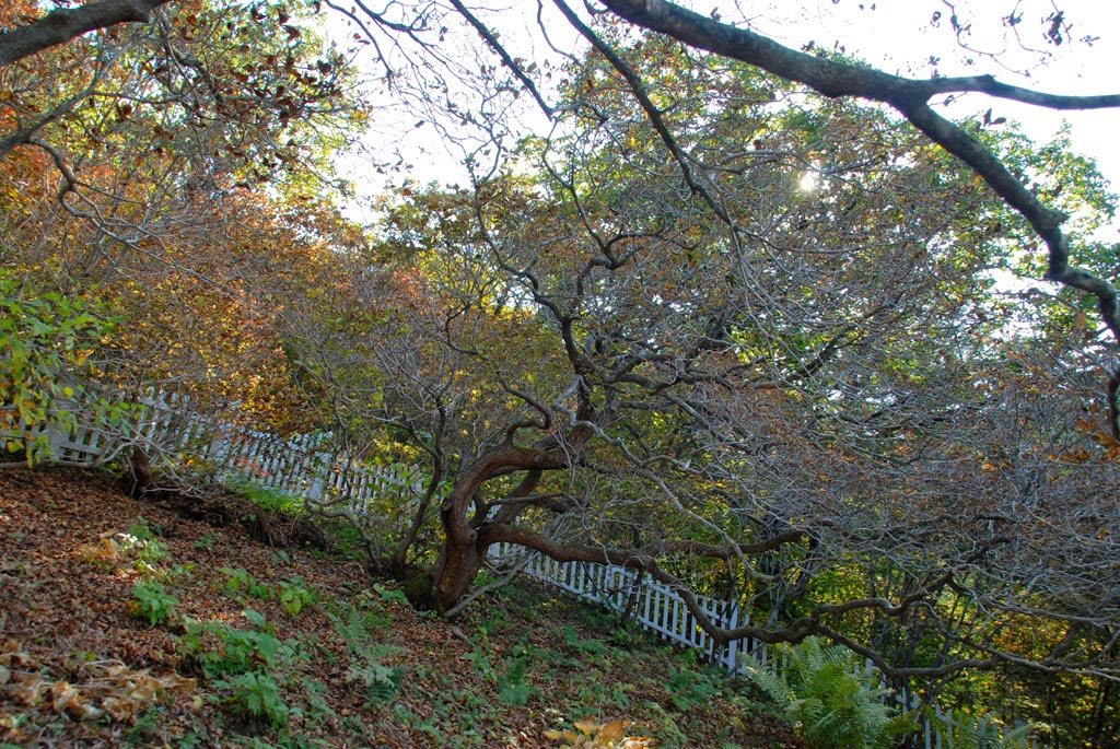 Baekdudaegan_Day30_08_A_very_old_royal_a