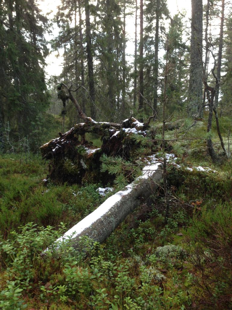 EEA61348-051B-4EEF-A4DD-AB0B211BD5EC_zps