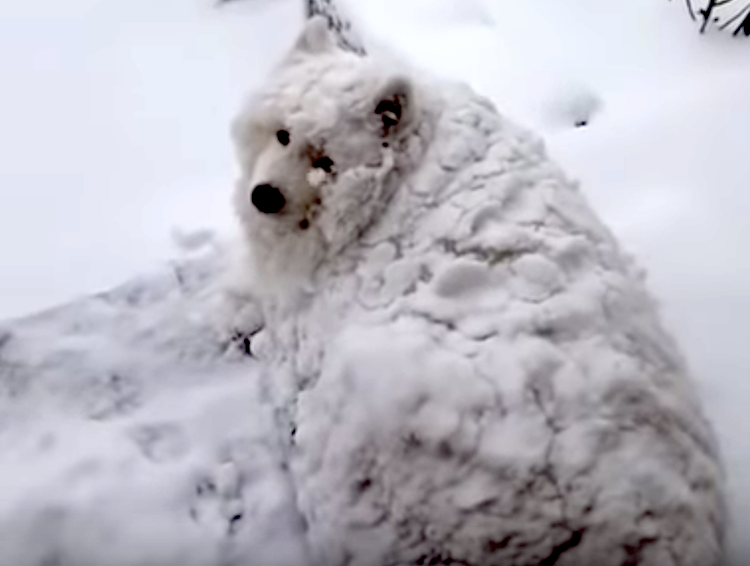 Bilderesultat for dog covered in snow