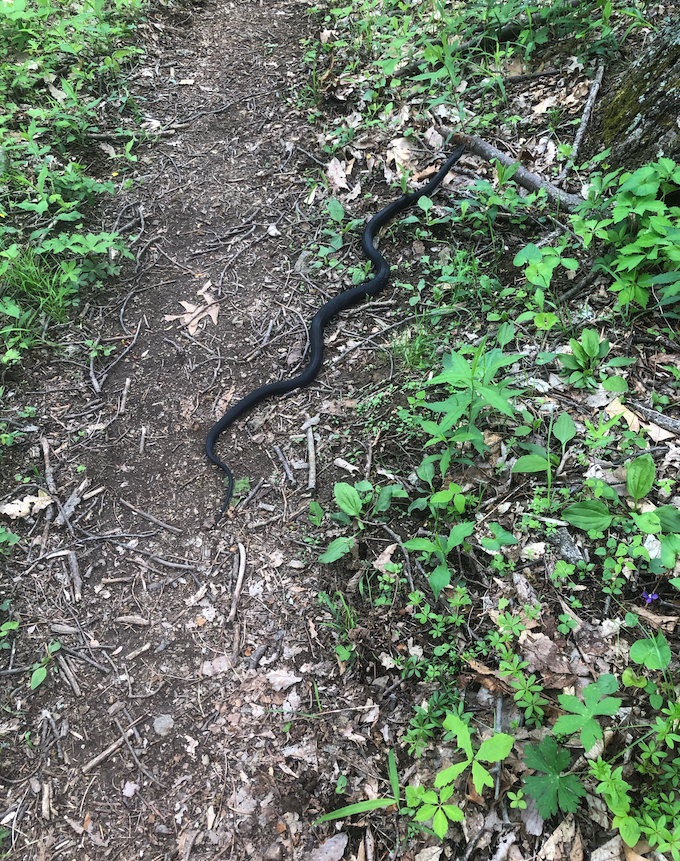 Screen_Shot_2019-05-09_at_10.44.04_PM.pn