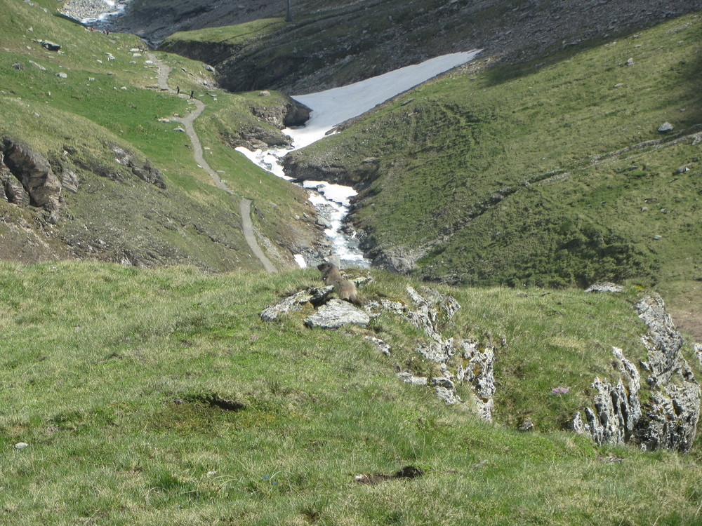 Det krydde av murmeldyr innover