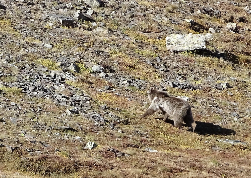 Bjørnen lusket vekk og ute av syne etterhvert