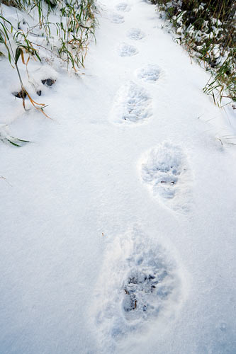 _LLC0789-bear-tracks.jpg