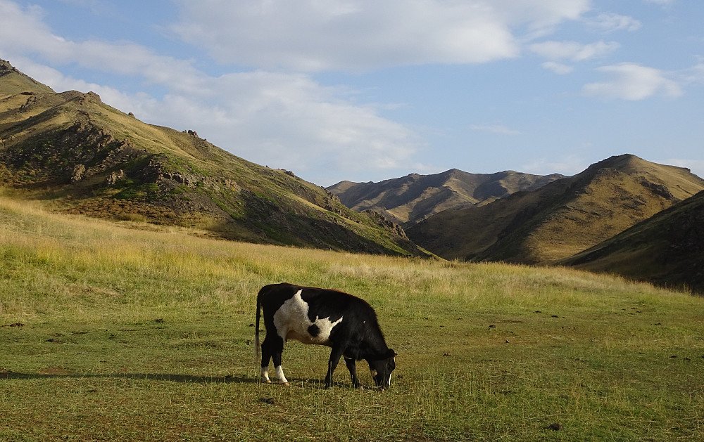 Forfholdsvis grønt ørkenstrøk