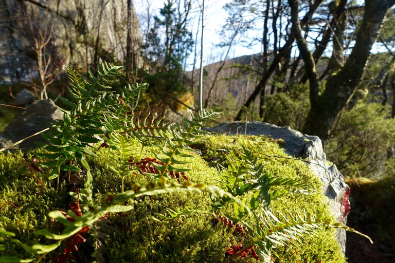 DSC00420.jpg?resize=768,512