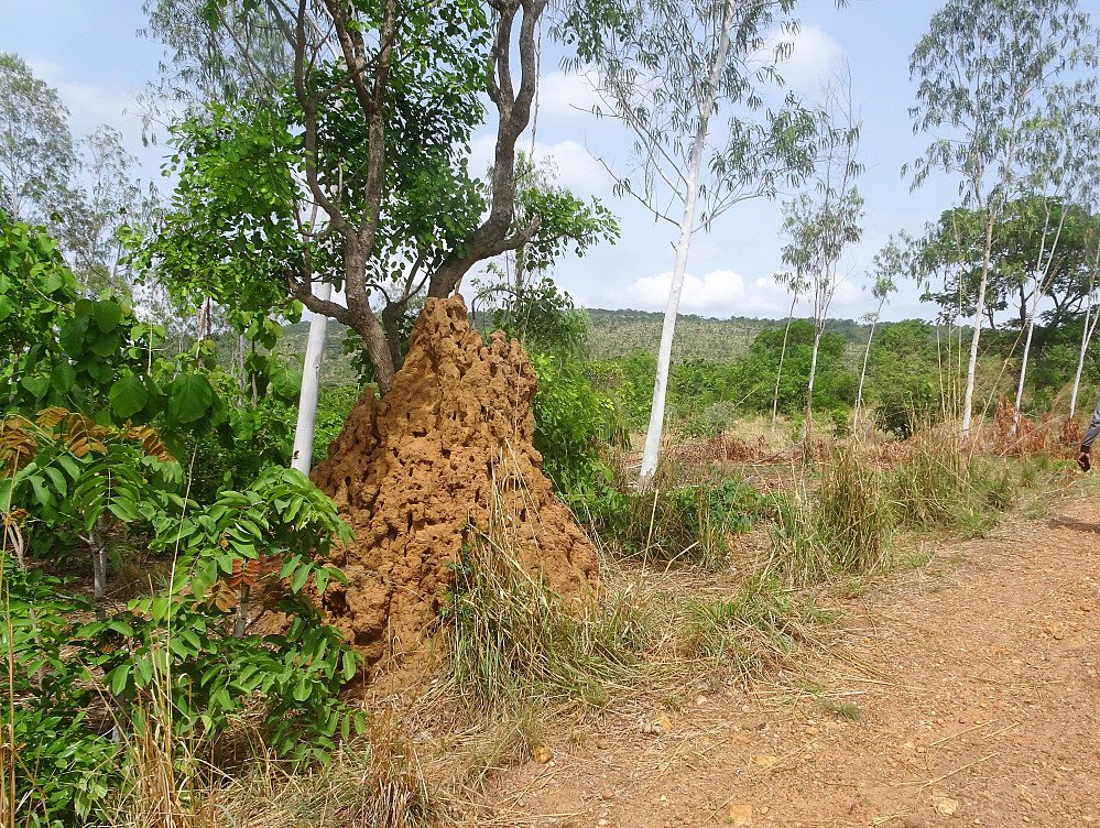 Toppen i det fjerne, sett fra like etter at vi startet å gå. Termitter i veikanten