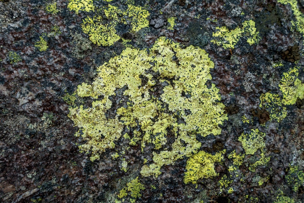 Vallresknuten06.jpg?resize=1024,683