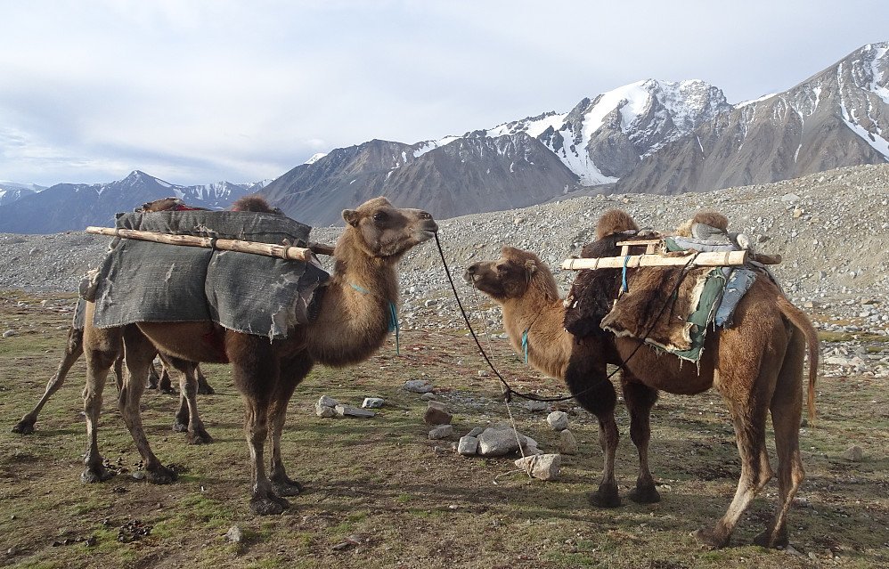 Kameler klare for opplasting