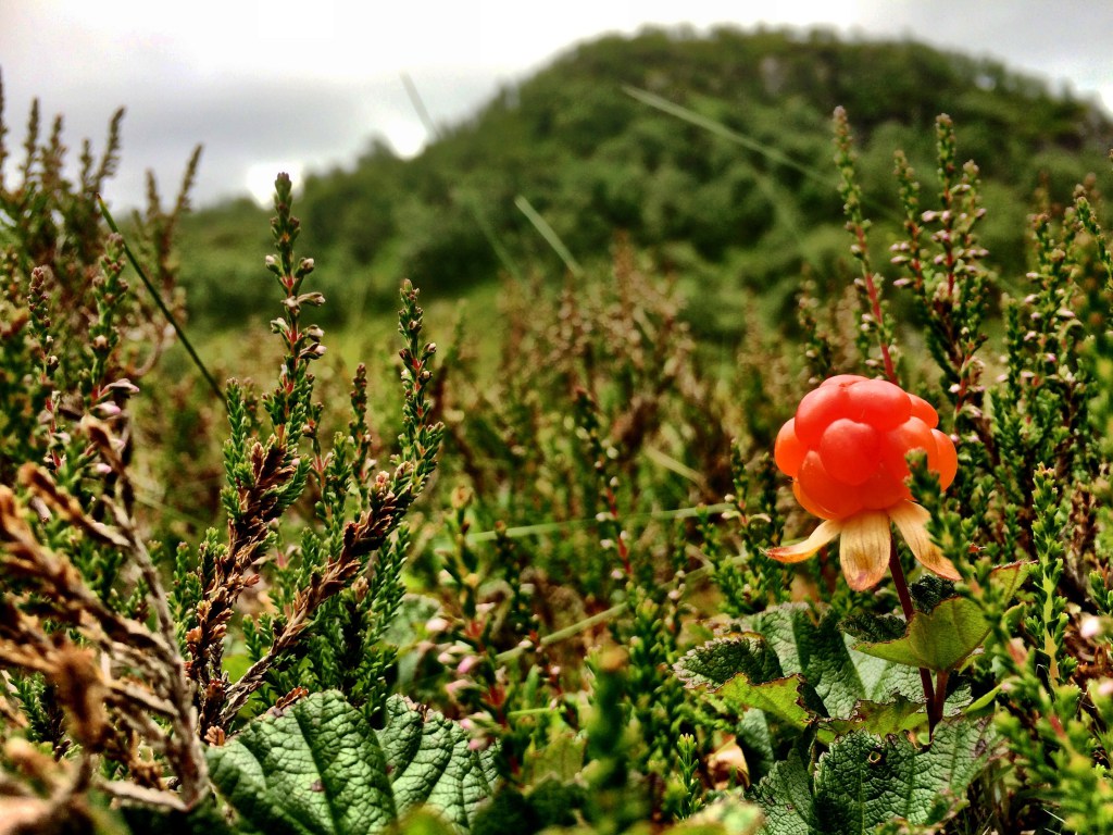 IMG_1663.jpg?resize=1024%2C768