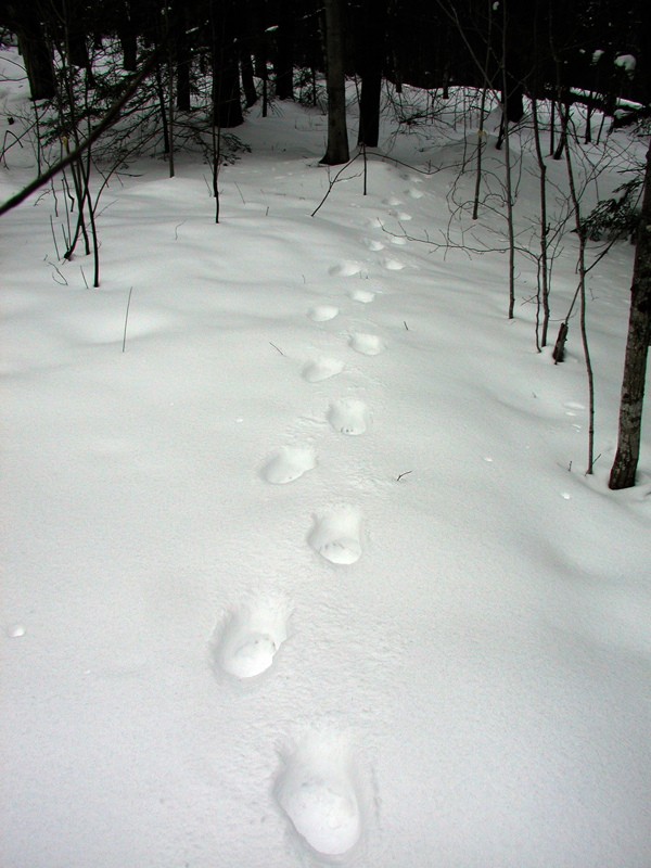 tracks_snow_trail_800x600.jpg