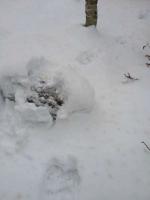 post-11925-0-19577900-1357509675_thumb.j