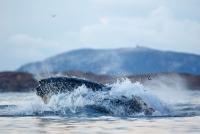 post-4793-0-74840200-1357423654_thumb.jp