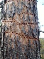 post-6671-0-11976300-1359580312_thumb.jp