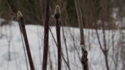 post-10401-0-39151200-1388783948_thumb.j