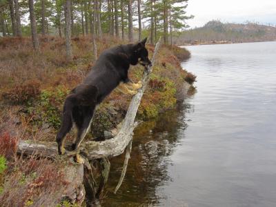 post-13043-0-32864000-1391094193_thumb.j