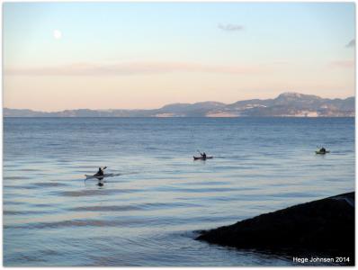 post-4444-0-61492900-1389545361_thumb.jp