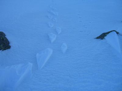 post-4220-0-05406400-1422012425_thumb.jp