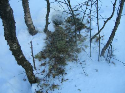 post-4220-0-14392000-1422011952_thumb.jp