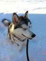 post-10915-0-89998300-1361965748_thumb.j