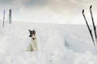 post-11127-0-43511900-1360444572_thumb.j