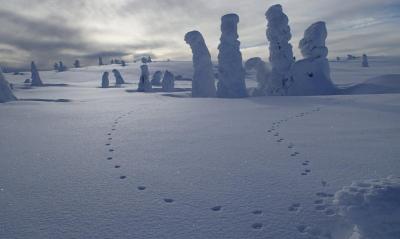 post-13144-0-83775000-1392725604_thumb.j