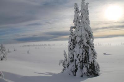 post-4016-0-14600600-1391938600_thumb.jp